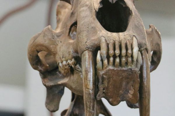 The image shows the skull of a saber-toothed cat, characterized by its long, curved canine teeth and prominent empty eye sockets.