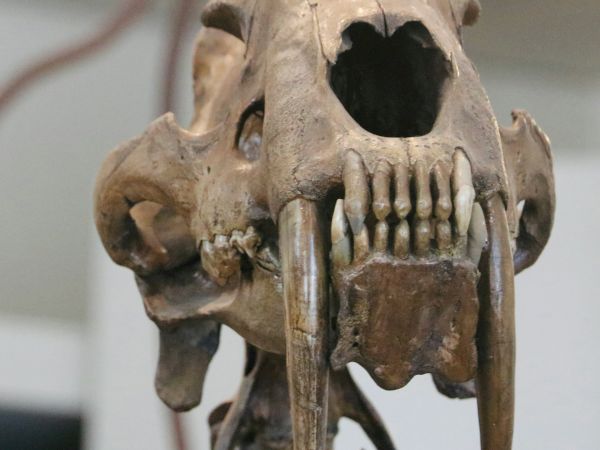 The image shows the skull of a saber-toothed cat, characterized by its long, curved canine teeth and prominent empty eye sockets.